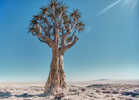 Damaraland: regione desertica della Namibia
