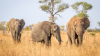 sudafrica
