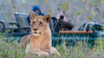 Lioness at Kruger