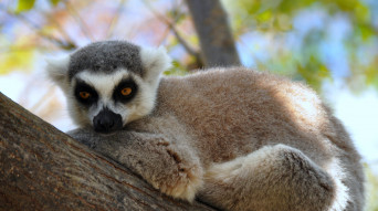 madagascar lemure