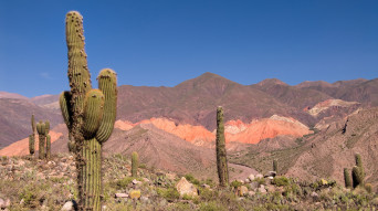 cactus argentina