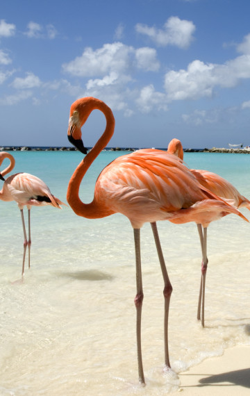 Viaggio di nozze ad Aruba