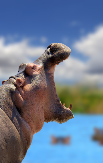 viaggio in botswana
