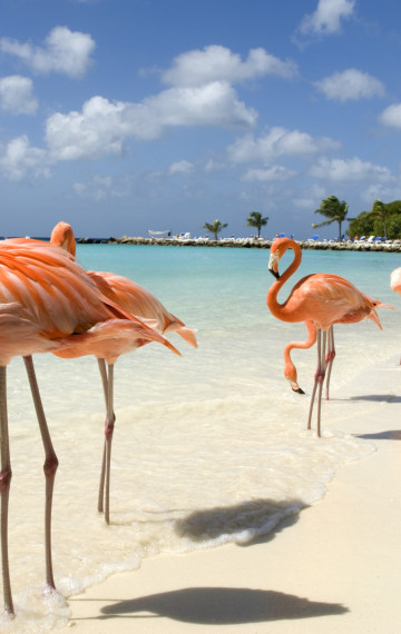 Viaggi di nozze ad Aruba