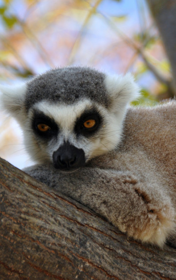 Viaggi di nozze Madagascar