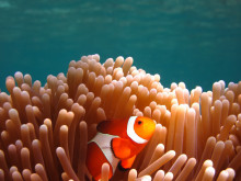malesia pesce e anemone