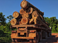 truck and tree