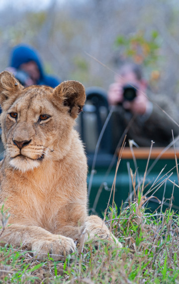 Lioness at Kruger