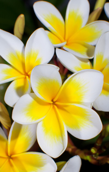 fiji fiori