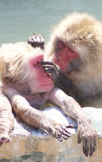 giappone macachi onsen