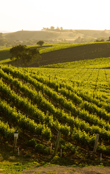 stati uniti vigne