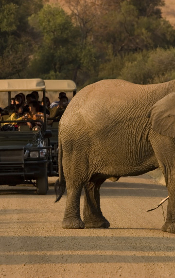 safari in Sudafrica