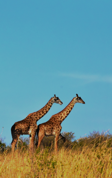 tanzania