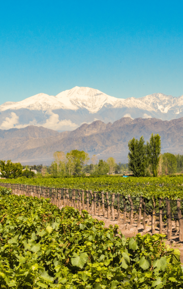 mendoza