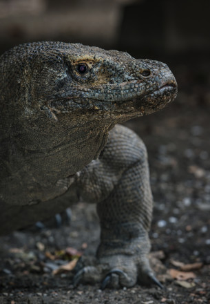 indonesia drago di Komodo