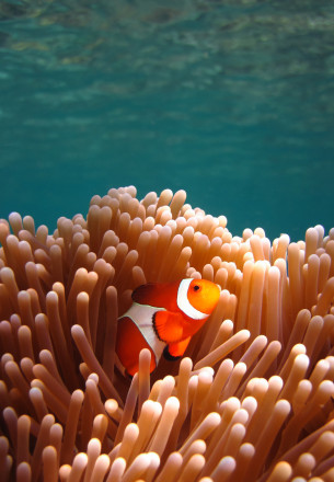 malesia pesce e anemone