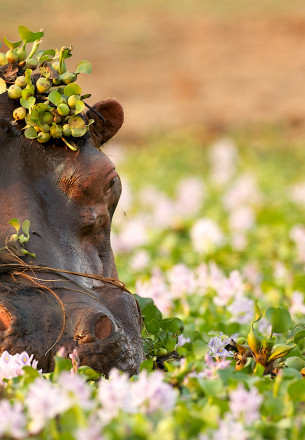 Hwange National Park