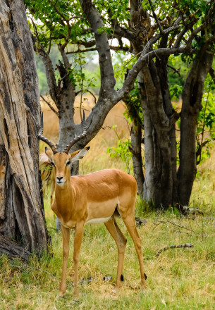 viaggio in botswana