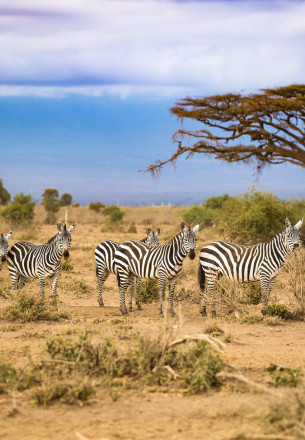 viaggio in botswana