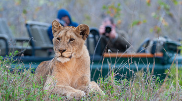 Lioness at Kruger