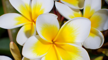 fiji fiori