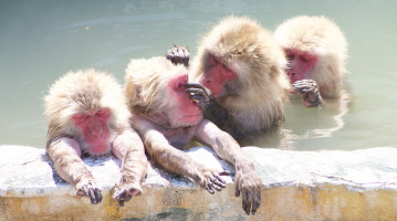 giappone macachi onsen