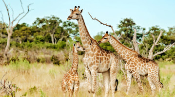 viaggio in botswana