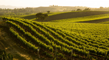 stati uniti vigne