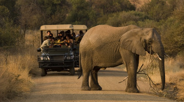 safari in Sudafrica