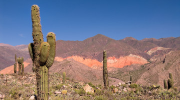 cactus argentina