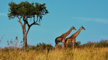 tanzania