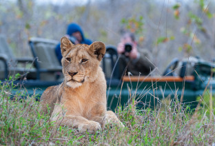 Lioness at Kruger