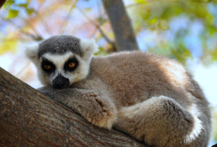 madagascar lemure