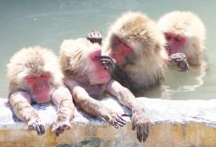 giappone macachi onsen