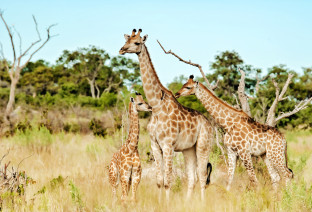 viaggio in botswana