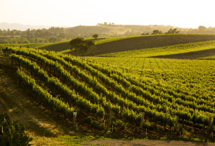 stati uniti vigne