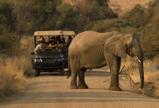 safari in Sudafrica
