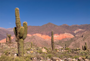 cactus argentina