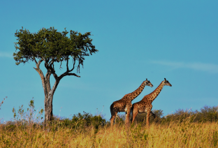 tanzania