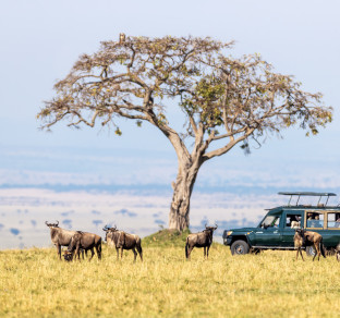 Kenya safari gnu