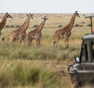 Kenya giraffe e jeep