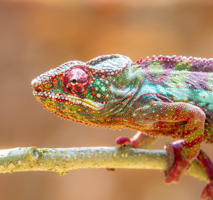 Animali in Madagascar