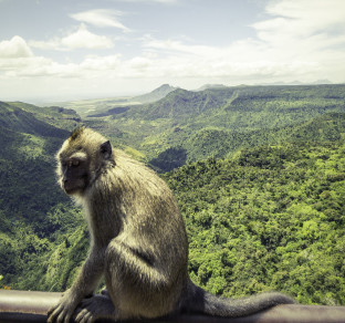 mauritius scimmia