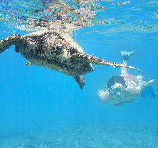 tartaruga a seychelles