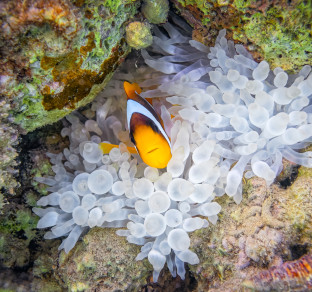 egitto anemone