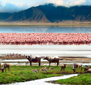 Safari in Tanzania