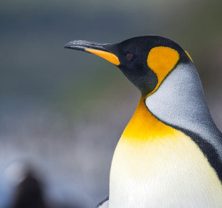 argentina pinguini
