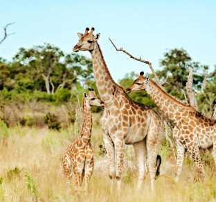 viaggio in botswana