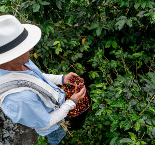colombia piantagione di caffè