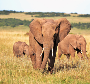 kenya